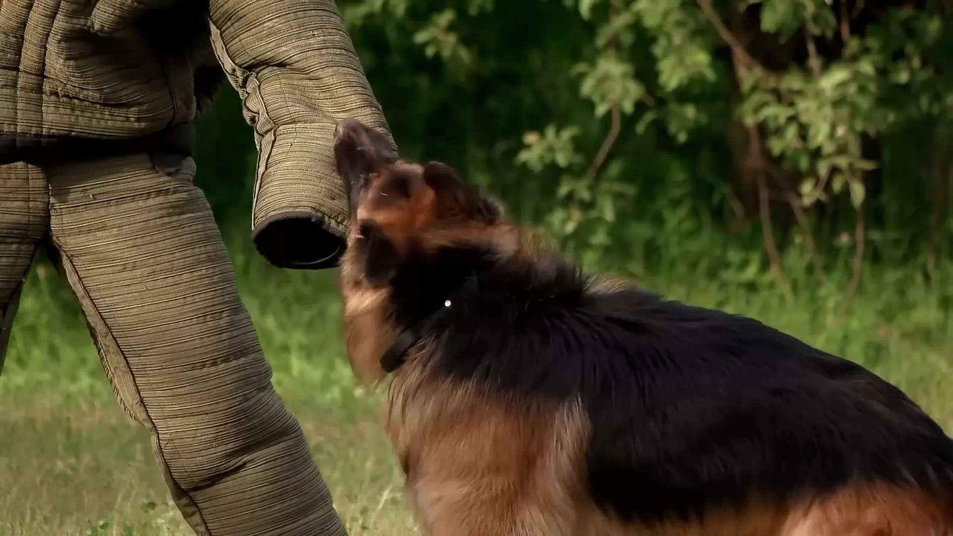 ¿Tu perro está agresivo? Estos son los pasos que puedes seguir sin perder la calma