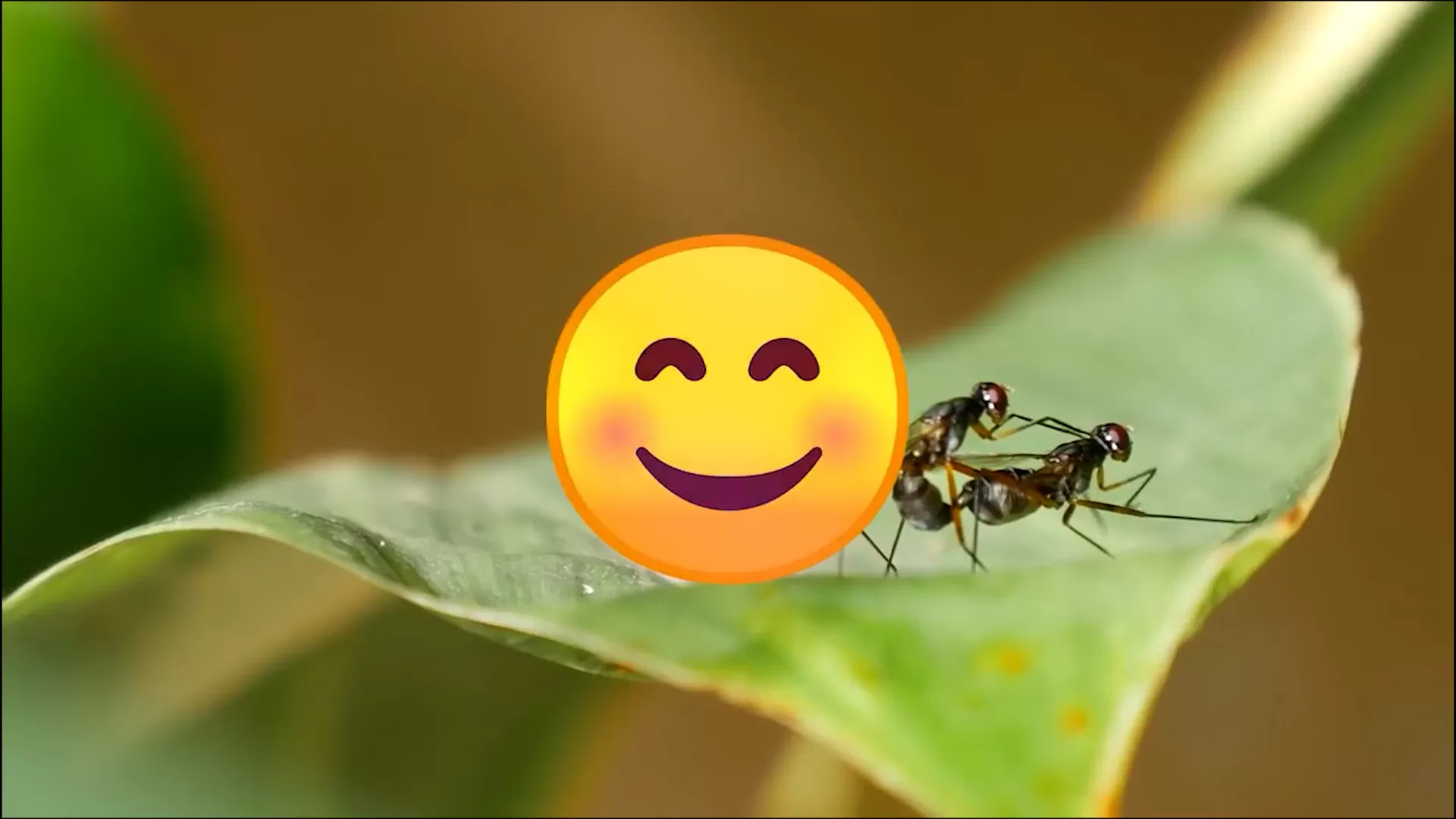 El insecticida más poderoso para acabar con los mosquitos del hogar