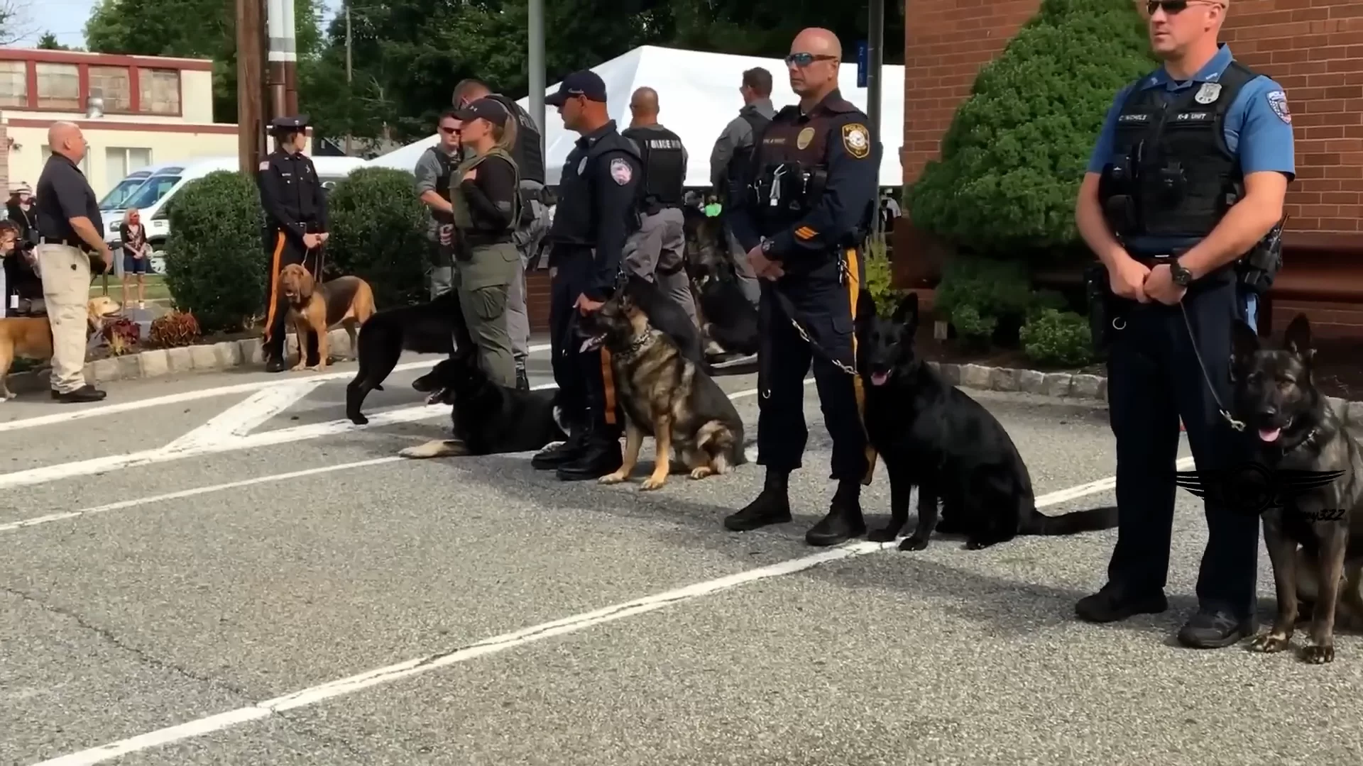 Procesiones fúnebres K9: el adiós con honor a los héroes de cuatro patas