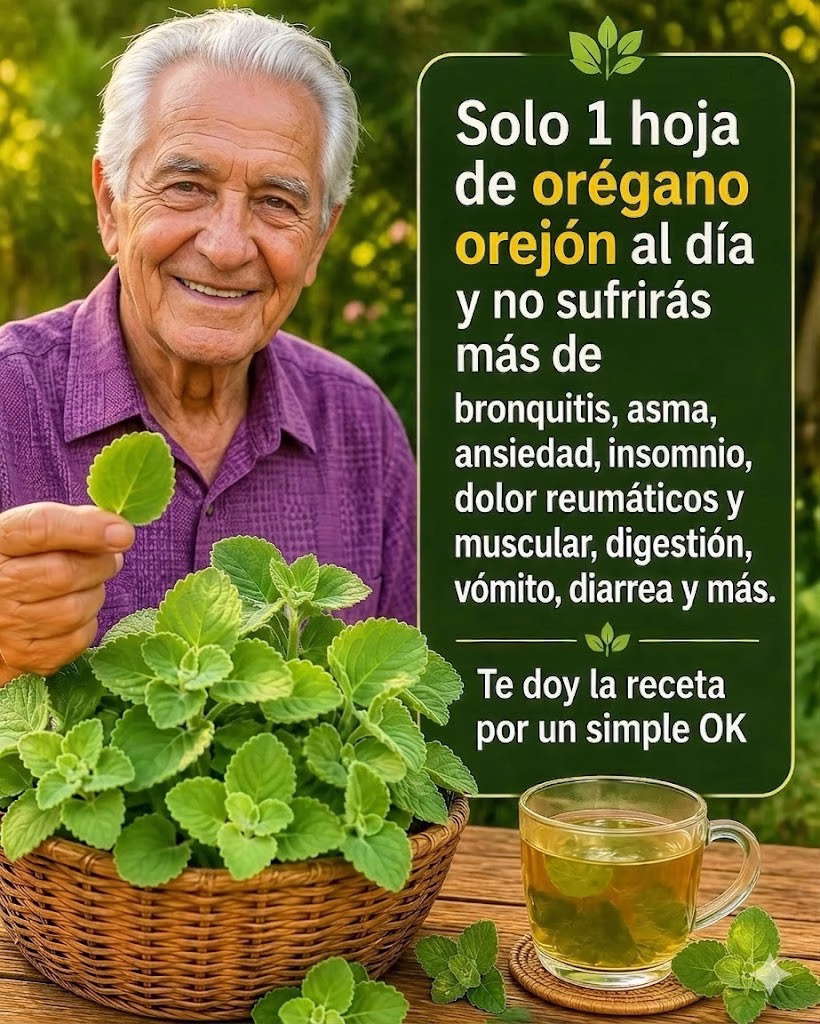 Orégano orejón: cómo una hoja al día puede apoyar tu bienestar naturalmente