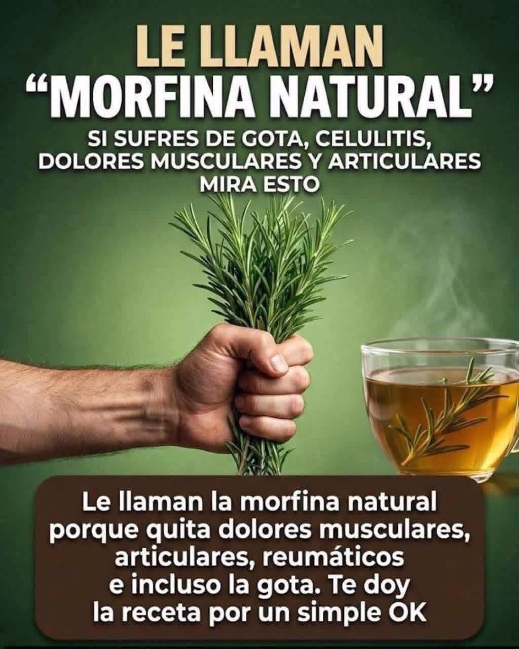 Romero Morfina Natural Para Aliviar Dolor Muscular Y Articular