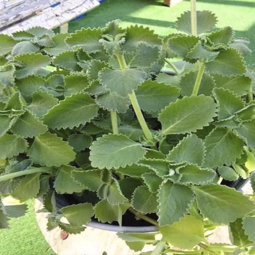 Orégano Orejón: un aliado natural para cuidar la vista