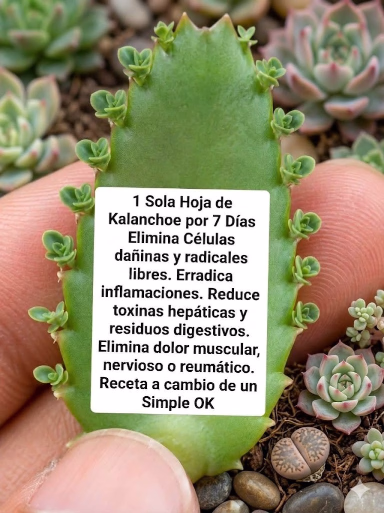La Planta Que Está Revolucionando Las Noticias Porque Mueren Las Células Al Instante De Su Consumo