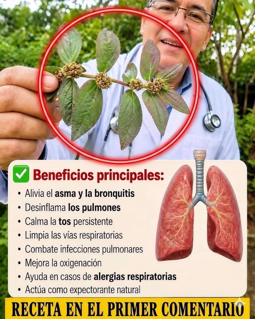 Euphorbia hirta: el secreto natural para fortalecer pulmones y huesos
