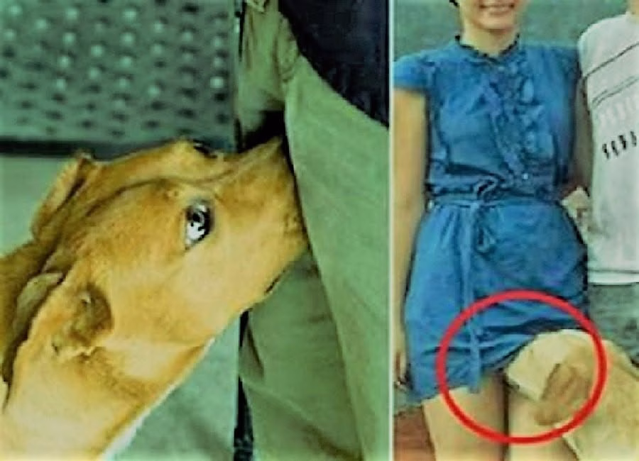 ¿Por qué los perros huelen las partes íntimas? La sorprendente razón detrás de este comportamiento.