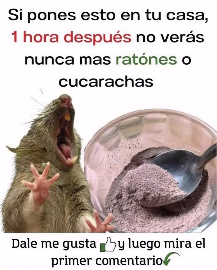 🐭🪳 El Truco Casero que Está Ayudando a Muchas Familias a Mantener Alejadas las Ratas y las Cucarachas
