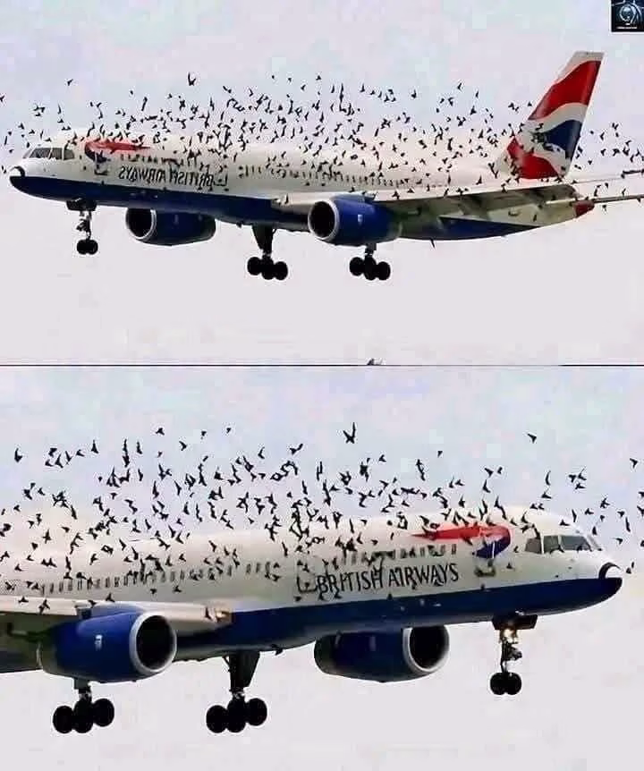 Un vuelo que parecía normal terminó viviendo un momento inesperado en pleno recorrido